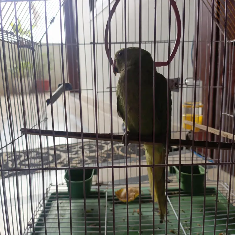 ring neck baby — photo 2