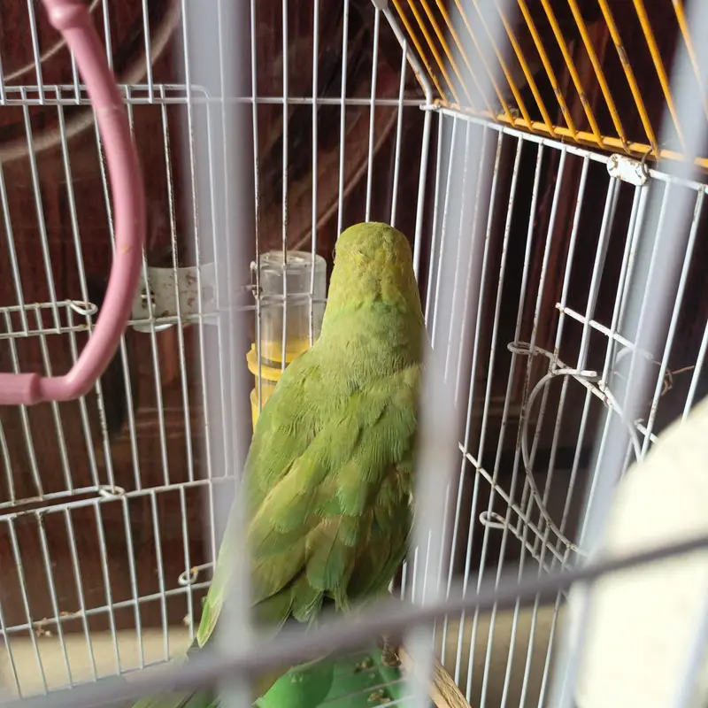 ring neck baby — photo 3
