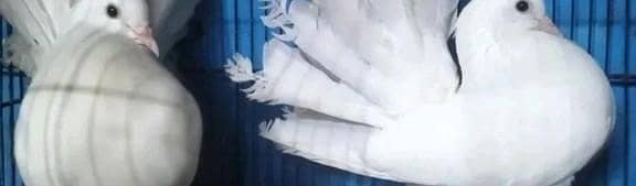 white Indian lakky breeder pair for sale