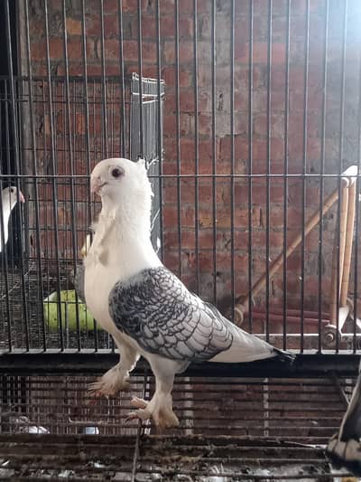 Sentinet Breeder Female For Sale