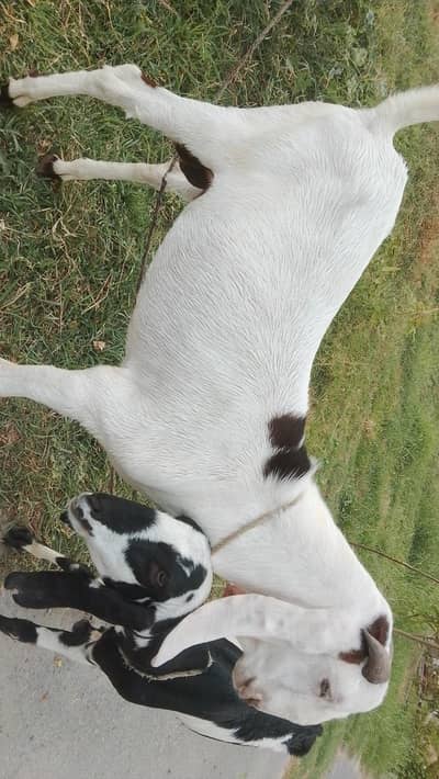 Desi Bakra