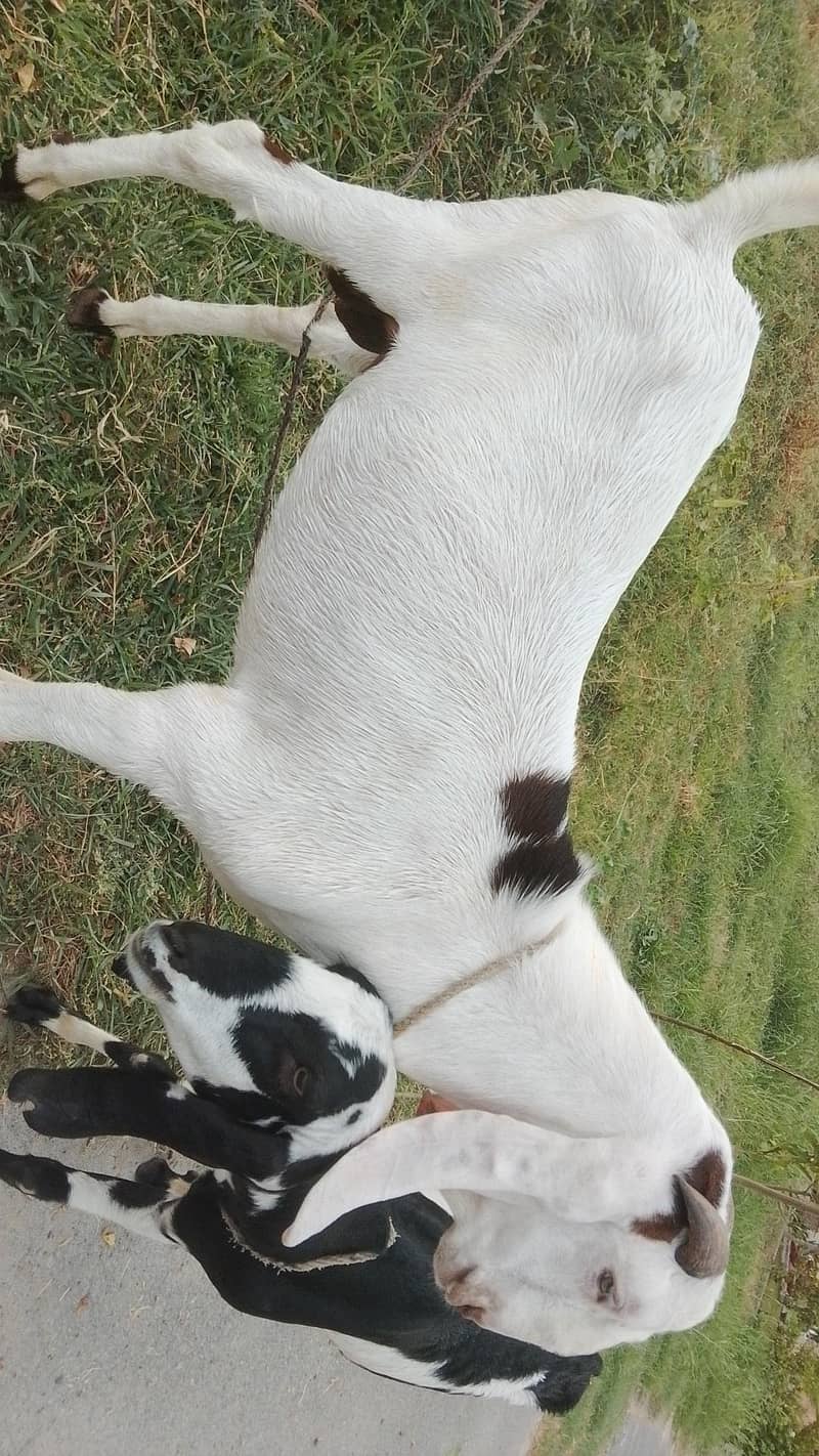 Desi Bakra 0