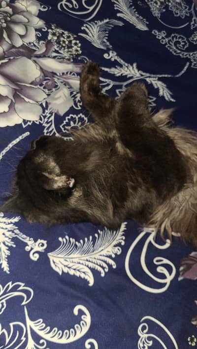 Russian cat black color long hair