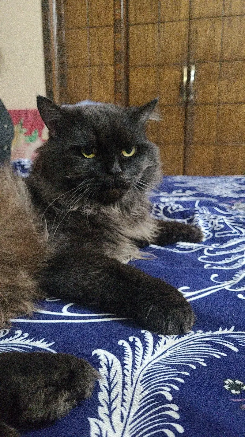 Russian cat black color long hair — photo 2