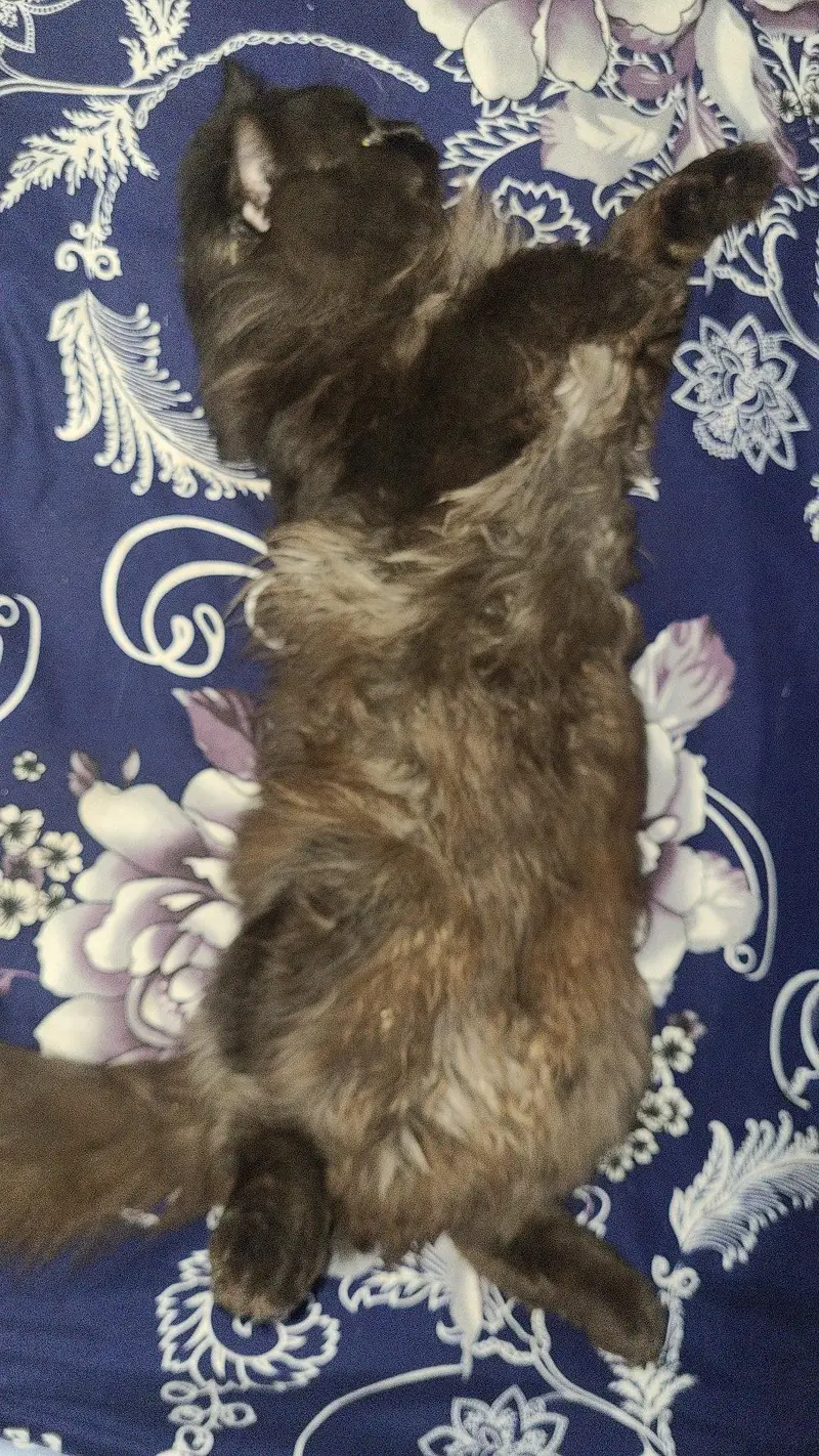 Russian cat black color long hair — photo 3