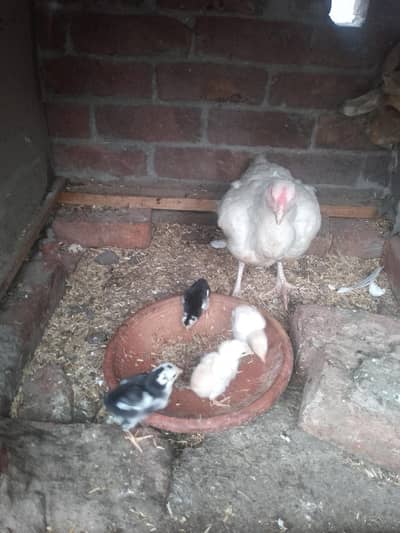 aseel chicks