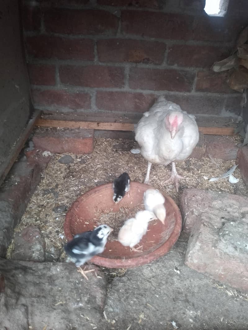 aseel chicks 0