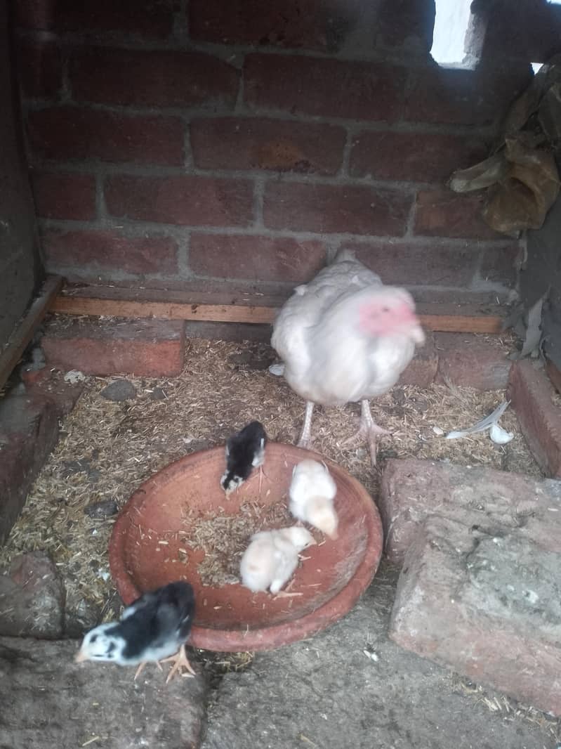 aseel chicks 1