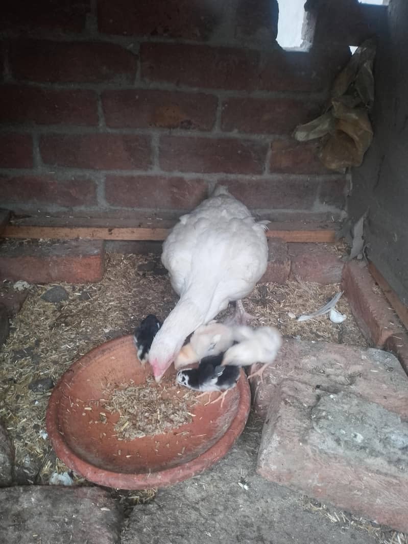 aseel chicks 2