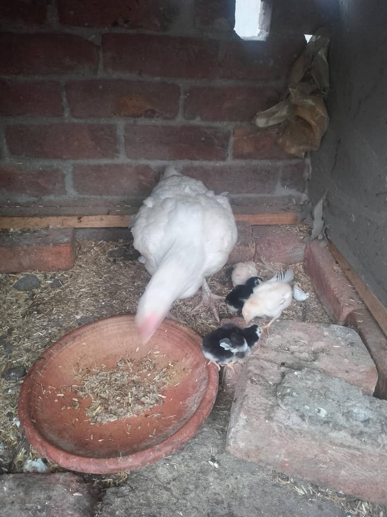 aseel chicks 3