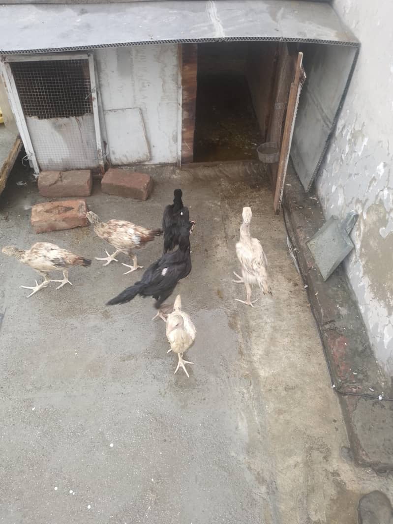 aseel chicks 4