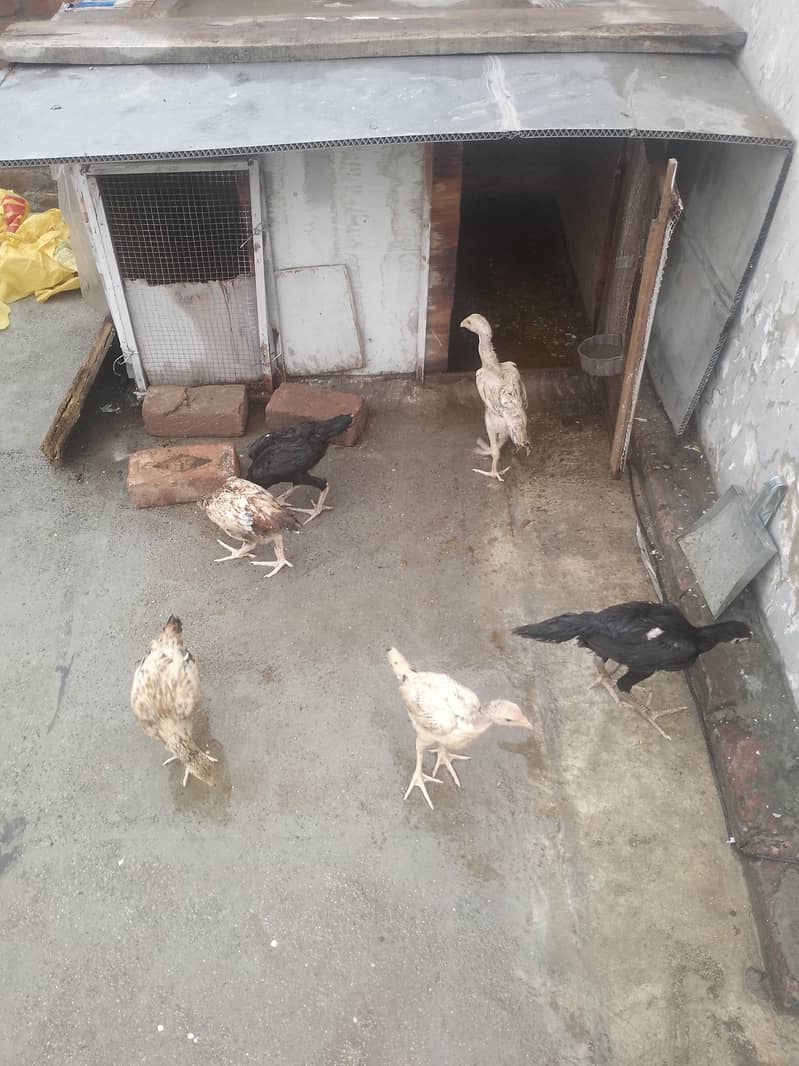 aseel chicks 6