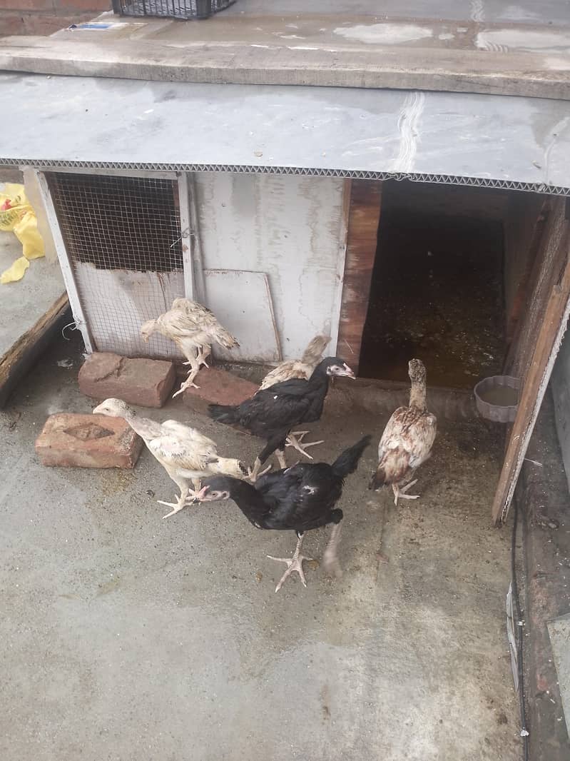 aseel chicks 7