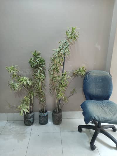 Draceana plant