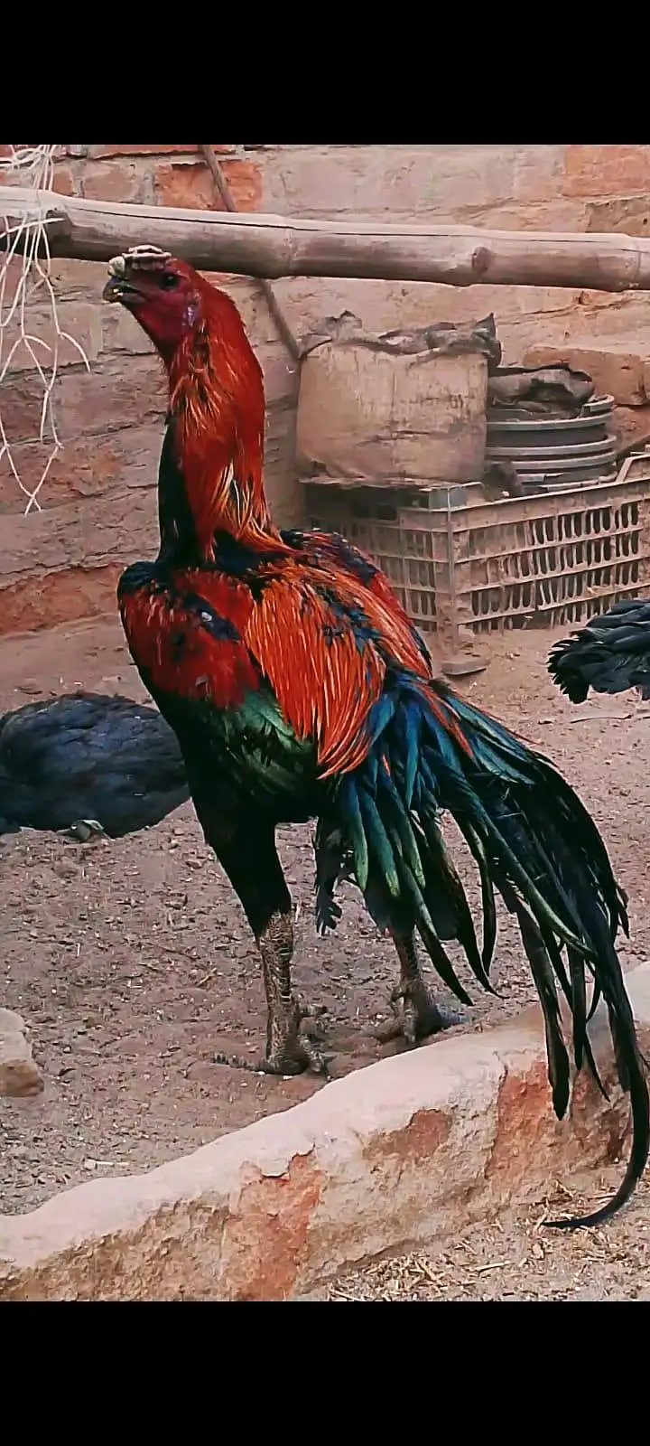 indian long tail dragon chiks — photo 3