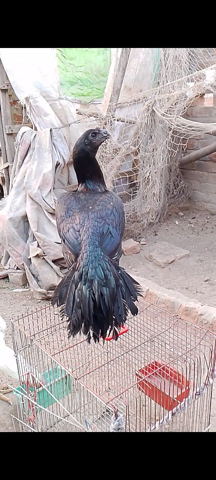 indian long tail dragon chiks — photo 4