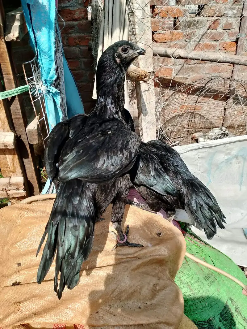 indian long tail dragon chiks — photo 7