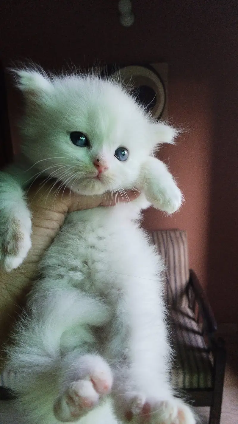 4 kitten available — photo 2