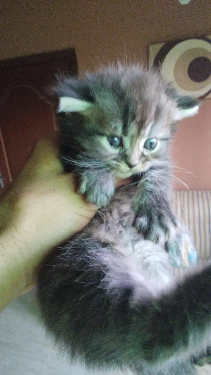 4 kitten available — photo 3