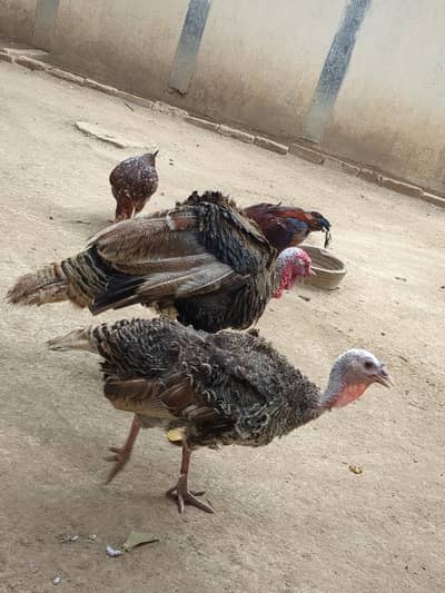 Turkey Hen