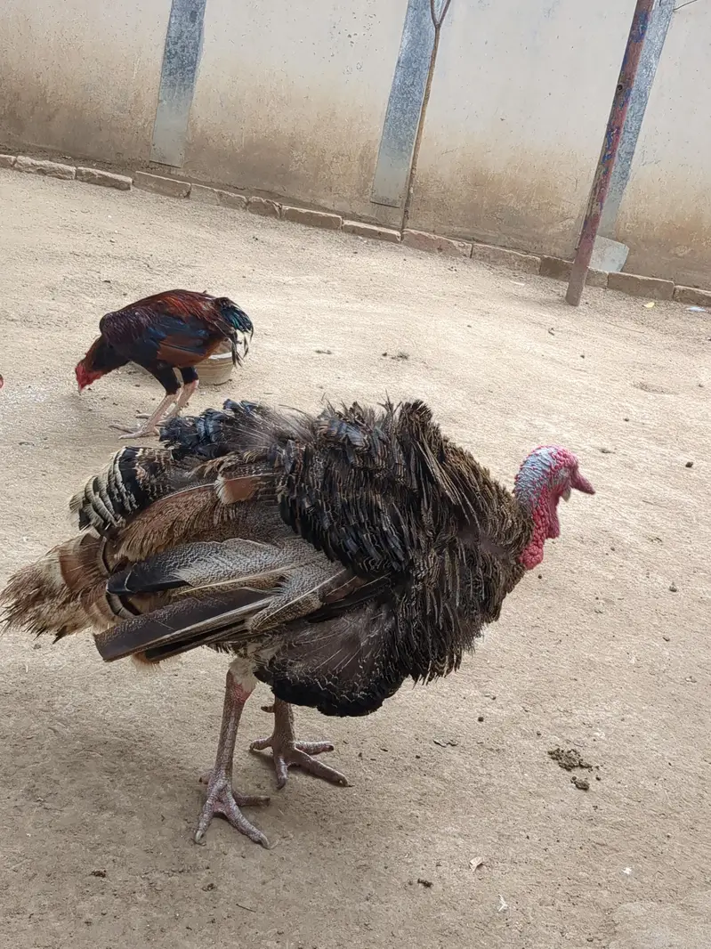 Turkey Hen — photo 2