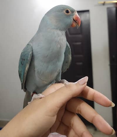 blue ringneck
