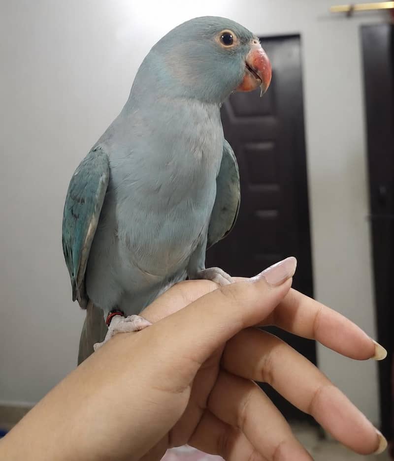 blue ringneck 0