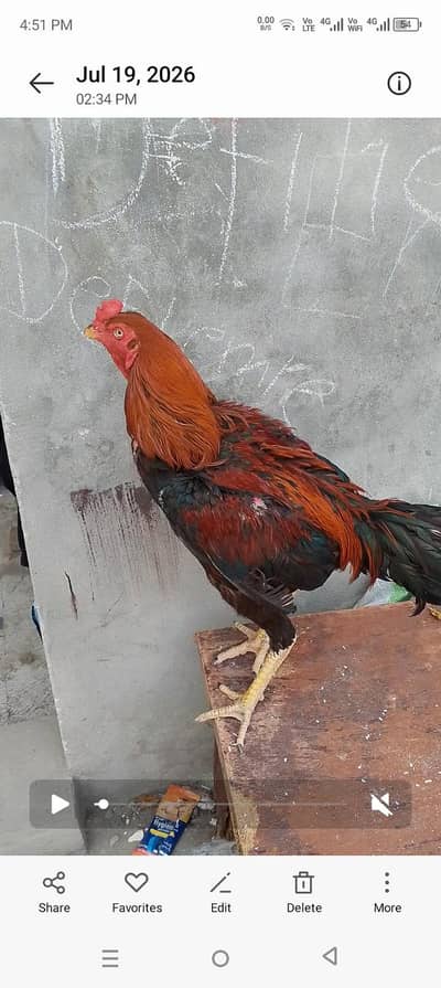 shamo for sale argent