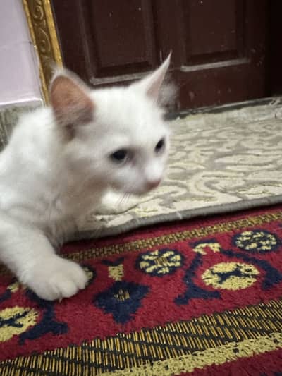 1 male cat and 1 piar kitten persian doll faced