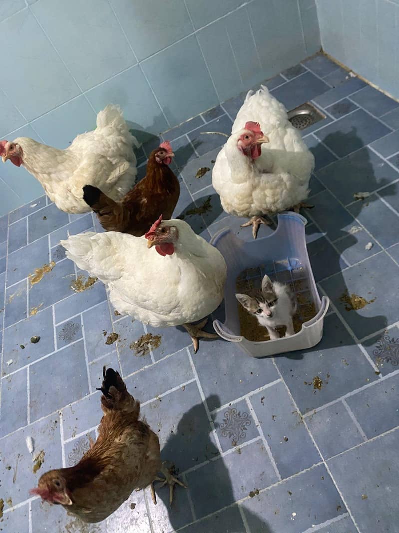 Breeder Broiler Chicken 0