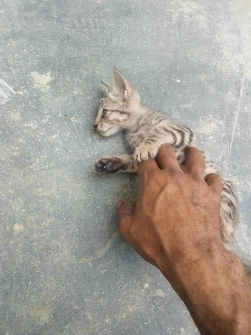 kitten for adoption 0