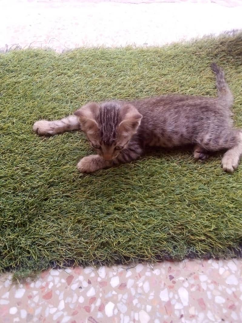 kitten for adoption 1