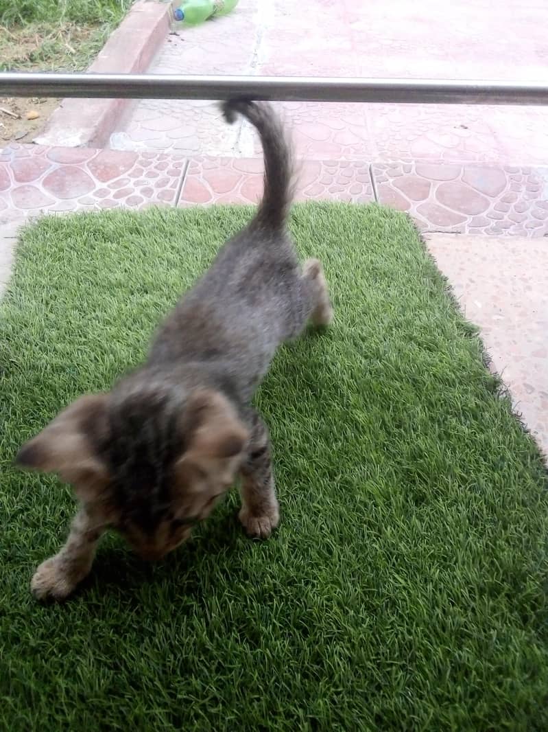 kitten for adoption 2