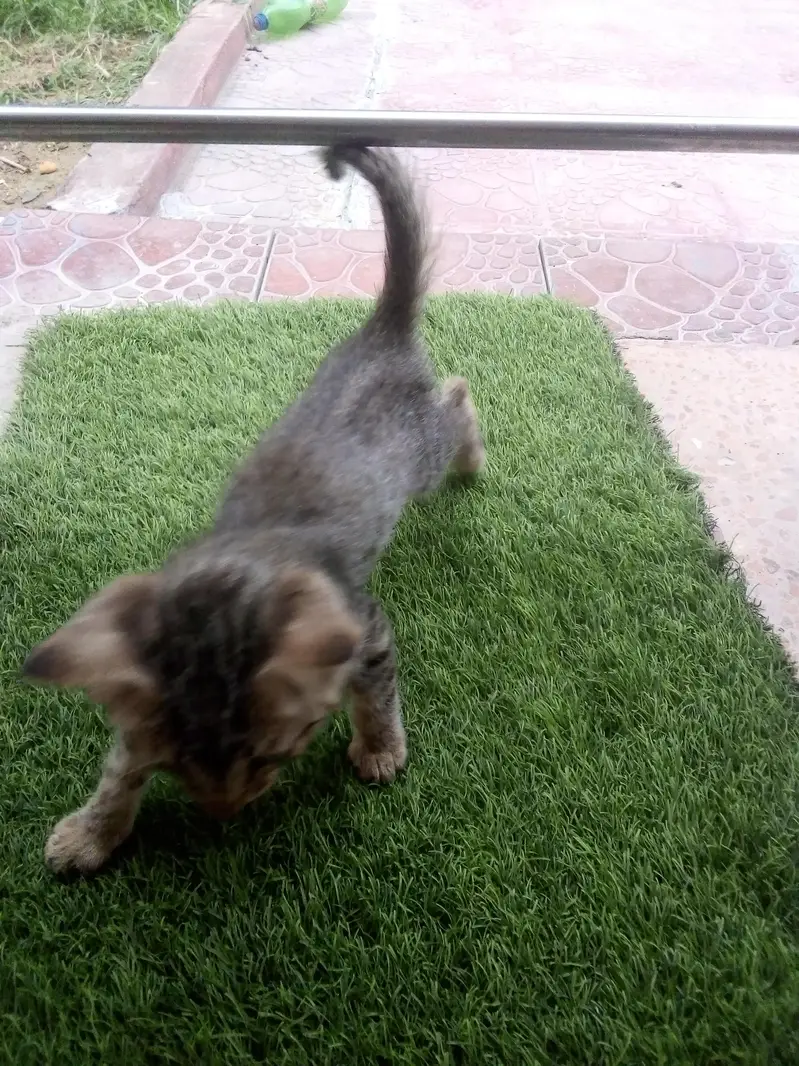 kitten for adoption — photo 3
