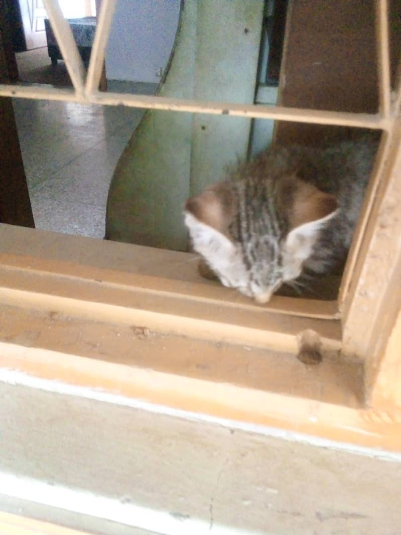 kitten for adoption 3