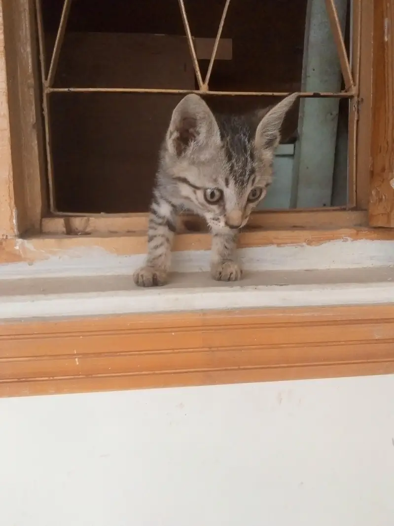 kitten for adoption — photo 5