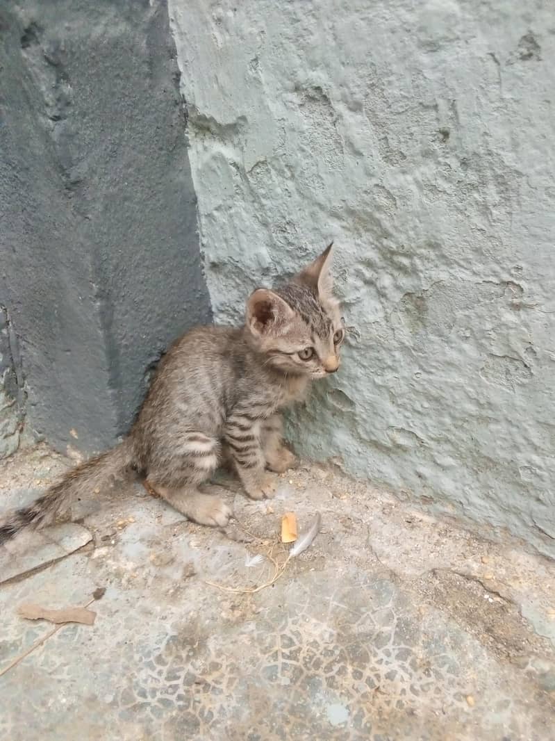 kitten for adoption 5
