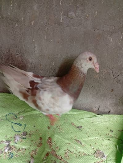 Qasid brider pair pta provide