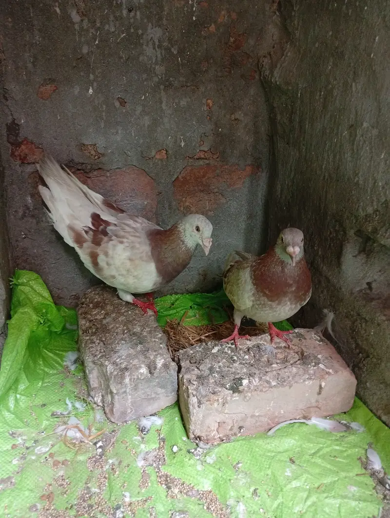 Qasid brider pair pta provide — photo 2
