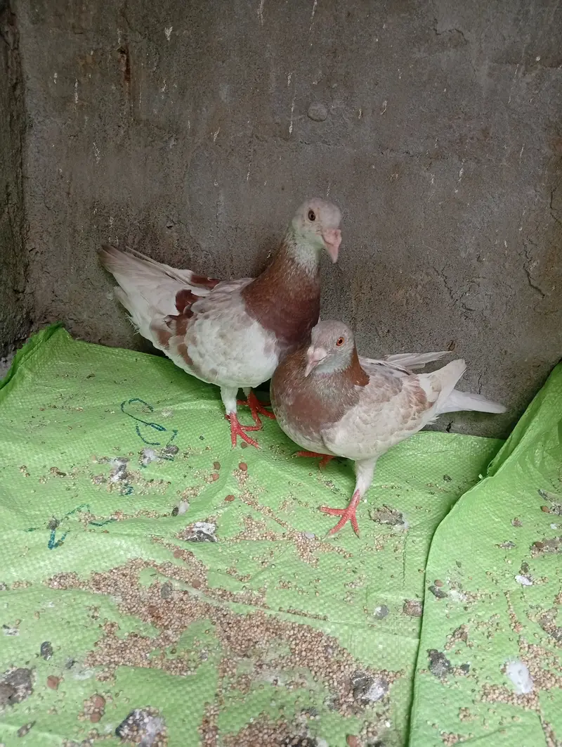 Qasid brider pair pta provide — photo 3