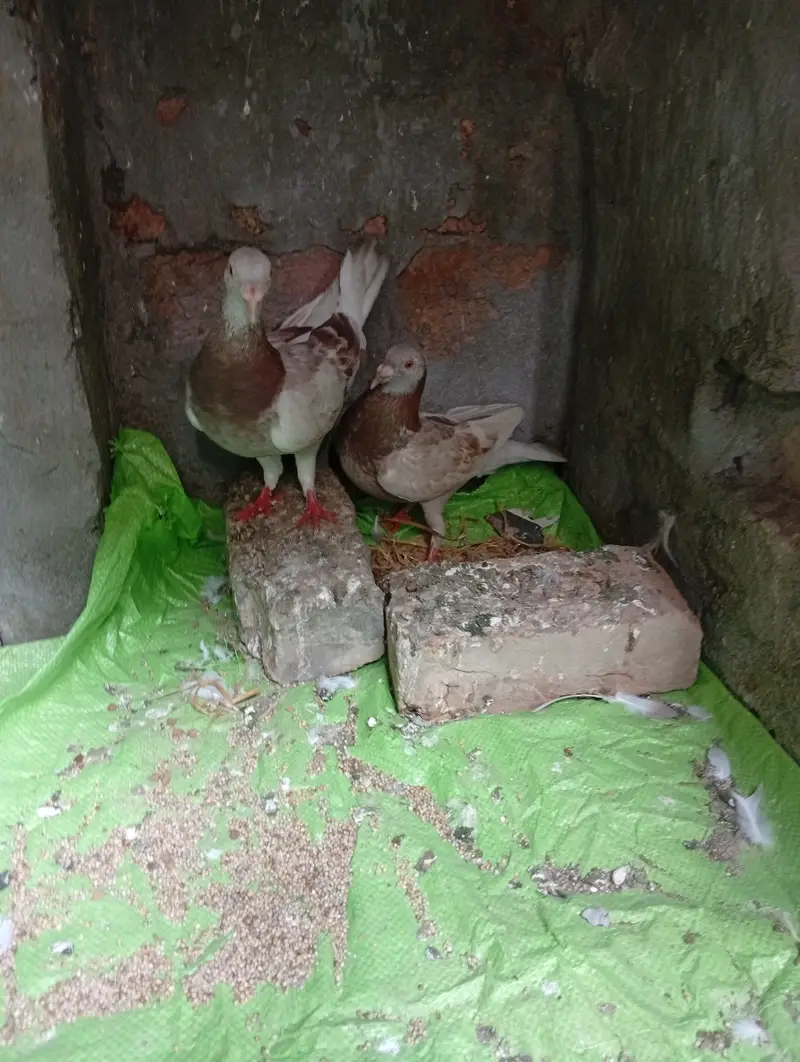 Qasid brider pair pta provide — photo 4