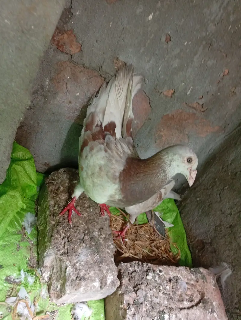 Qasid brider pair pta provide — photo 5