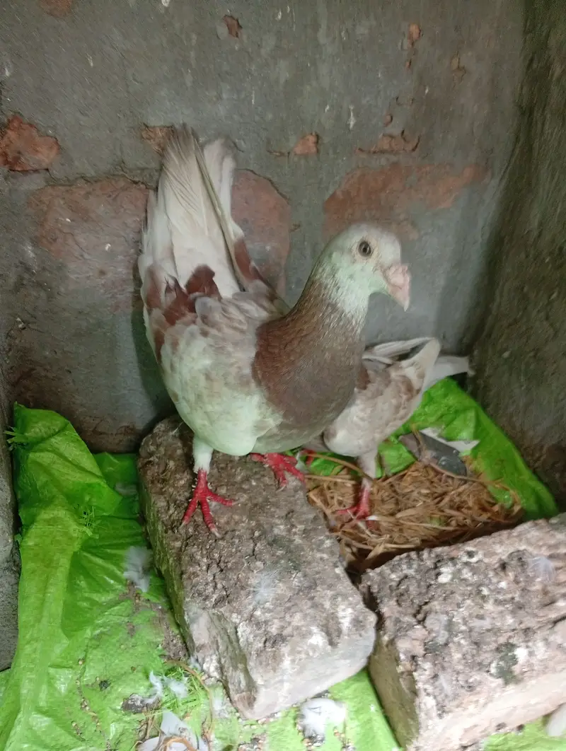 Qasid brider pair pta provide — photo 6