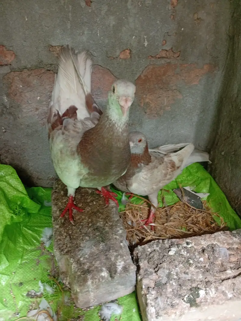 Qasid brider pair pta provide — photo 7