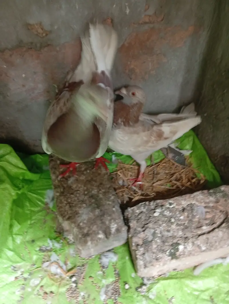 Qasid brider pair pta provide — photo 8
