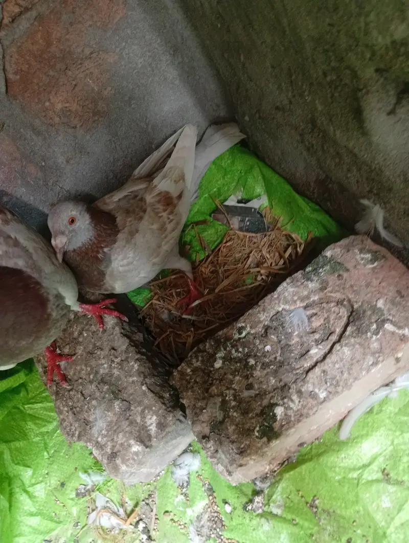 Qasid brider pair pta provide — photo 9