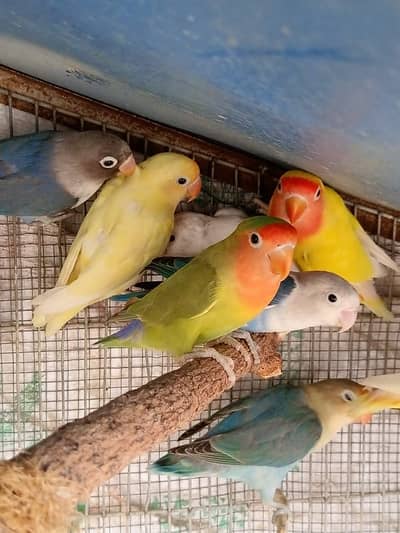 Lovebird