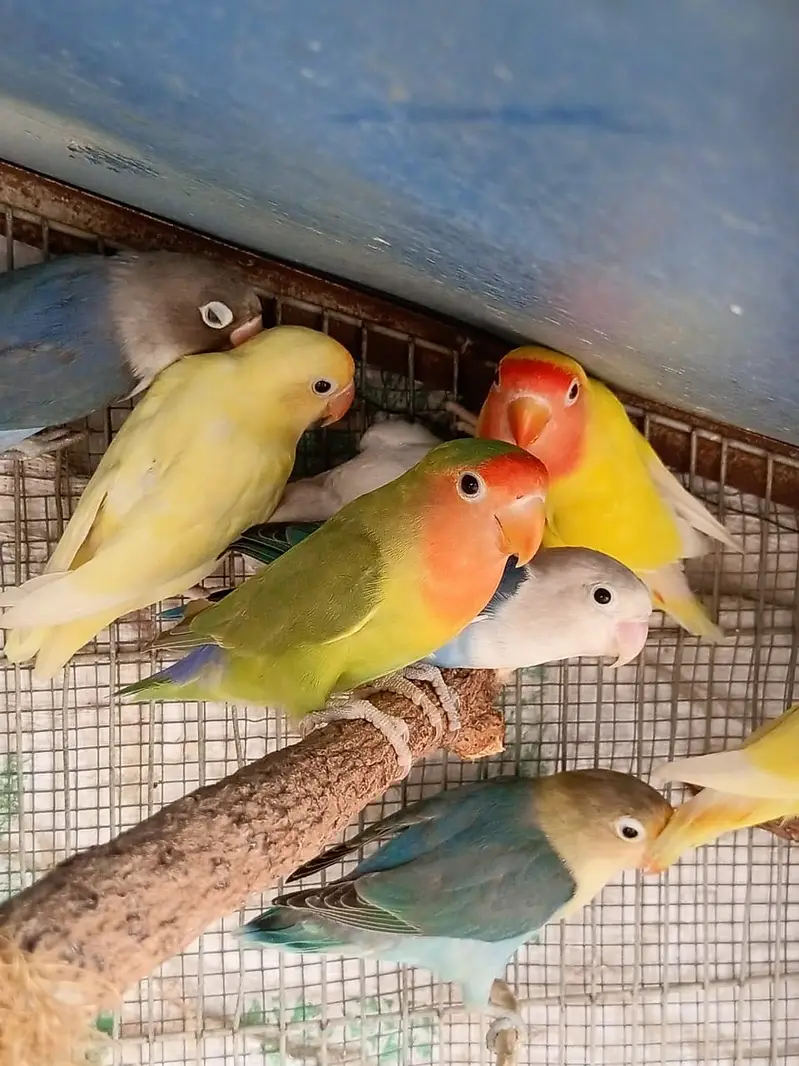 Lovebird — photo 2