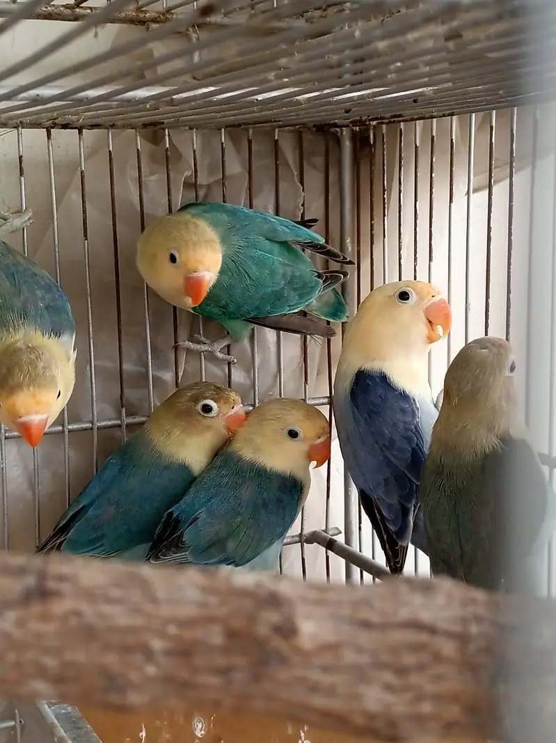 Lovebird — photo 3