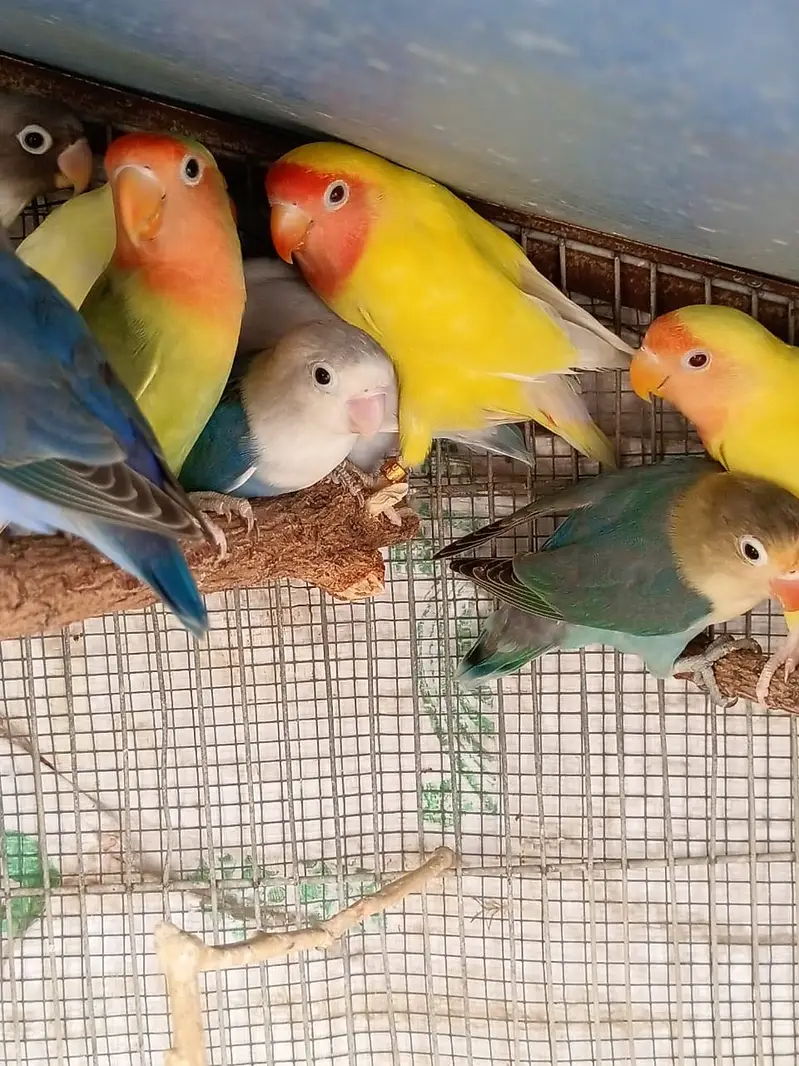 Lovebird — photo 4